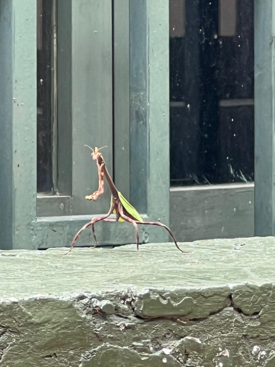 Mantis Religiosa